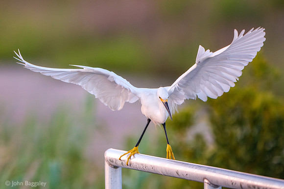 Snowy Egret Wings Spread