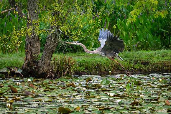 Blue Heron in Flight 1