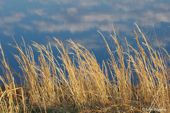 Dry grass