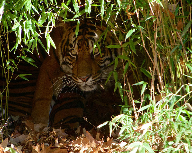 Lurking