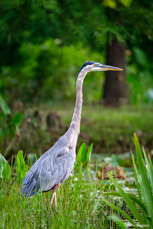 The Watcher