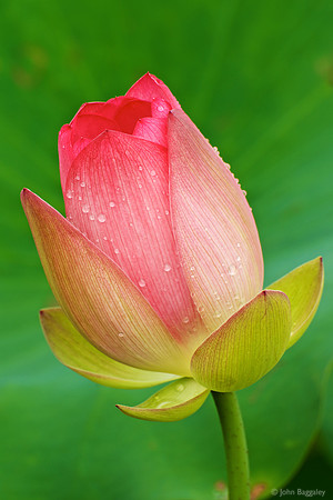 Lotus and dew