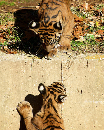 Brother and Sister