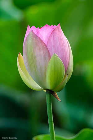 Closed Lotus